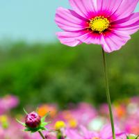 محمد رجب نسب