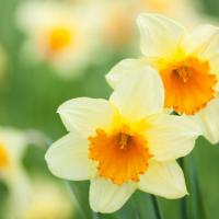 زهرا میرکی