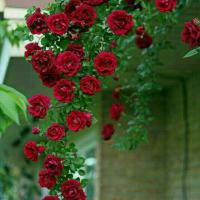 میثم نوری