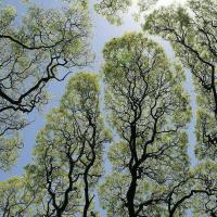 سهیل سماواتی