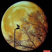 مرضیه جعفری