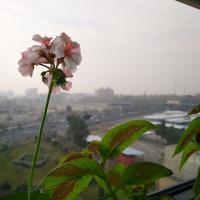 نادر سهرابی