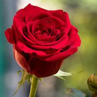 احسان باقری