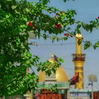 حسن محمدی