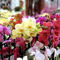 moghaddam morteza