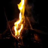 علیرضا پالوایه