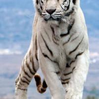 مصطفی قاسمی