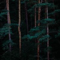 سید علی میران زاده