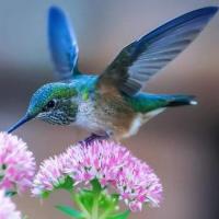 noori عبدالبصیر نوری Ab basir