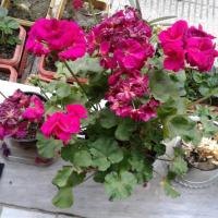 مجتبی سعیدی