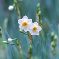 الهه آل داود