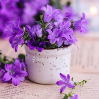 مهدیه فرهنگ