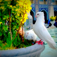 علی رنجبر کلیبی