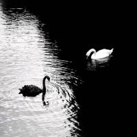 حمید مسعودی