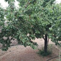 زهرا روزپیکر