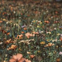 زهرا فریدیان