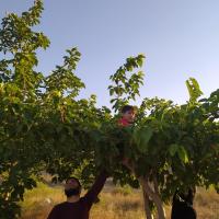 فرحان صدرائی فر