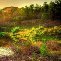 محمدرضا هوشیاری