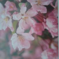 لاله سلیمانی