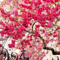 مریم میرزایی