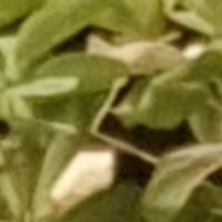 میرزا جواد