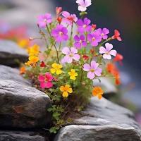 ناهید زعفرانی