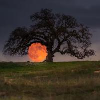 حدیث غریب دوست