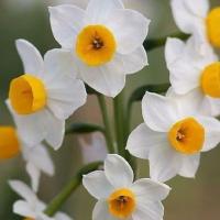 رضا مهدی پور