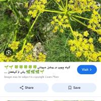 متین قادری