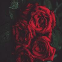 محمد یبلویی