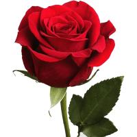 هدی عین آبادی