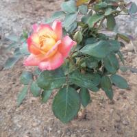 علی قانونی