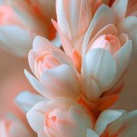 انسیه صدیقی