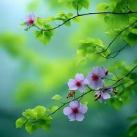 فرزانه وفایی