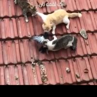 محمدجواد غریبی