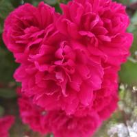 یوسف انتظاری