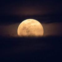 فائزه محمدی