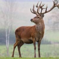 مرتضی استکی