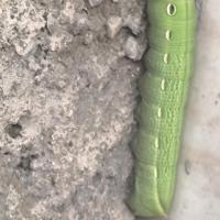 رضا داری پور