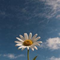 سید علیرضا بیطرف