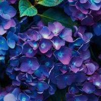 محمد رضوانی