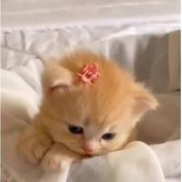 عبداللهی عبداللهی