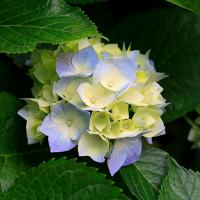 رضا خاکپور