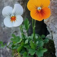 حانیه محمد هاشمی