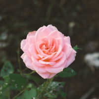 ندا کتلان