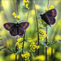 مهدی زینال زاده