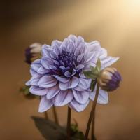 سیمین علی اصغری