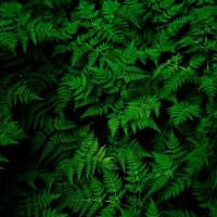 محسن محمدزاده