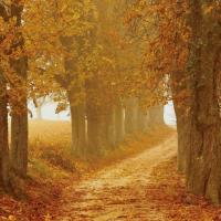 امیر اوجاقلو