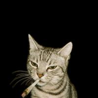 طاها نقیبی